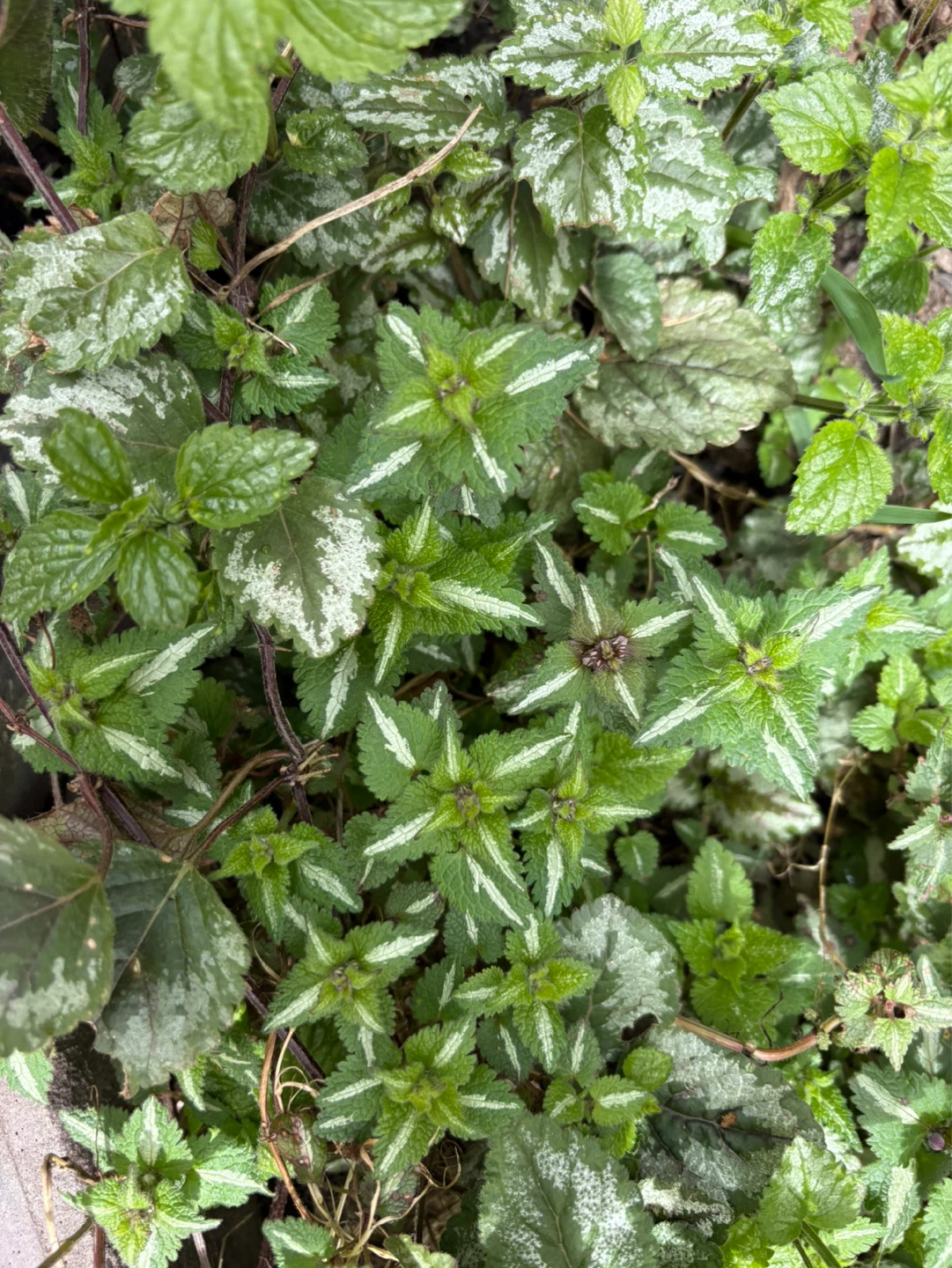Lamium maculatum Plant - Spotted Dead Nettle - photo 2