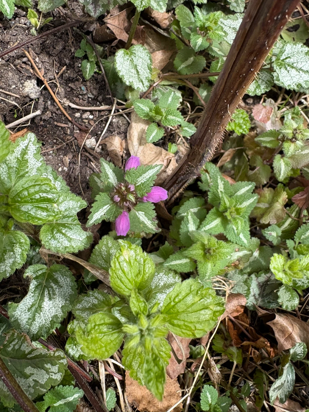 Lamium maculatum Plant - Spotted Dead Nettle