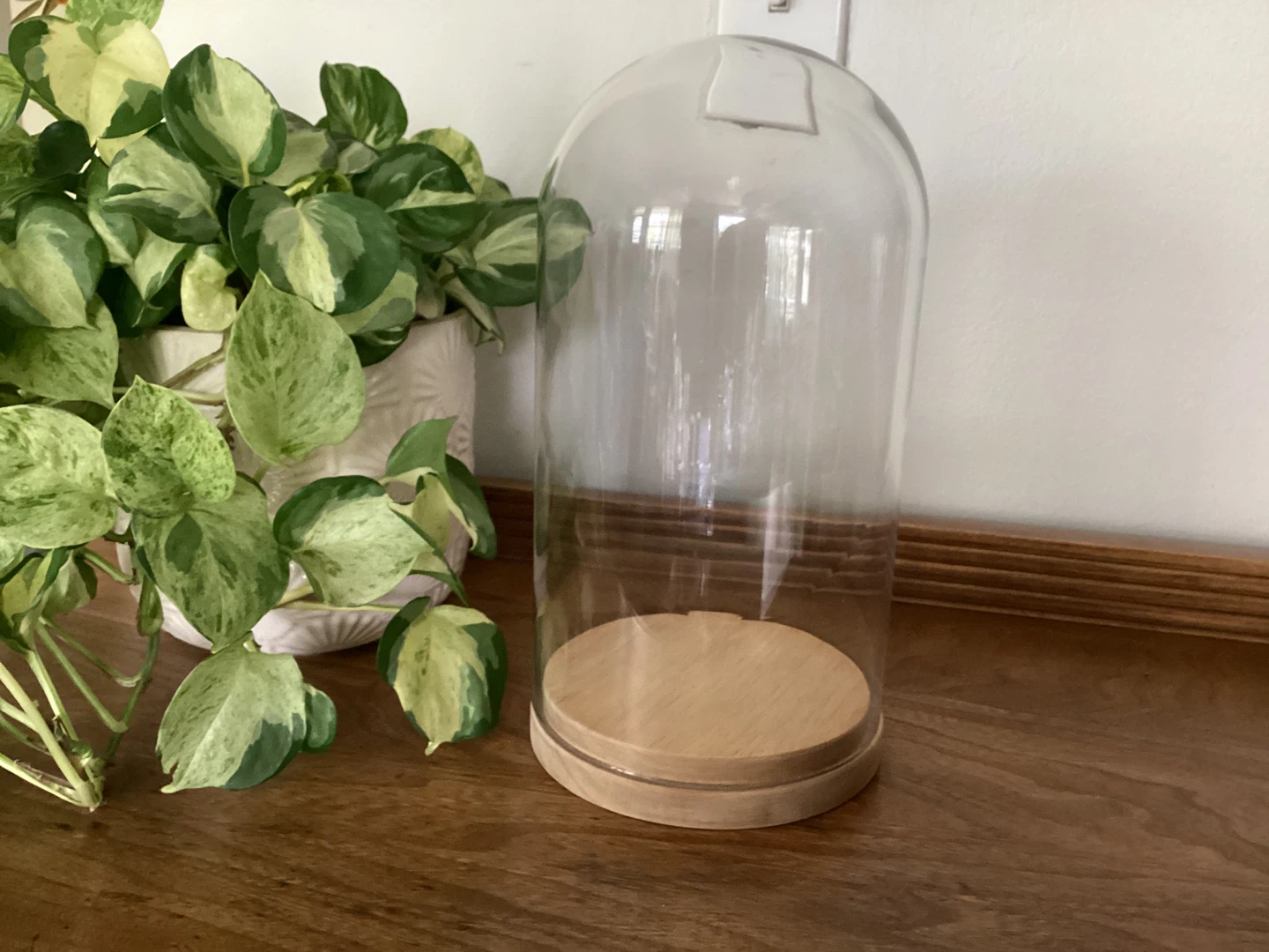 Glass Cloche with Wood Base