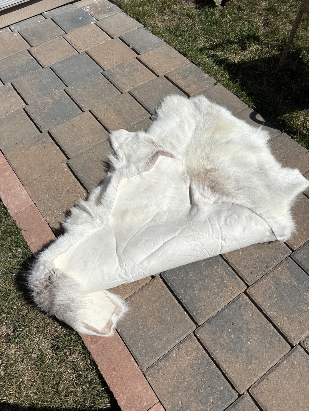 Reindeer hide - photo 3