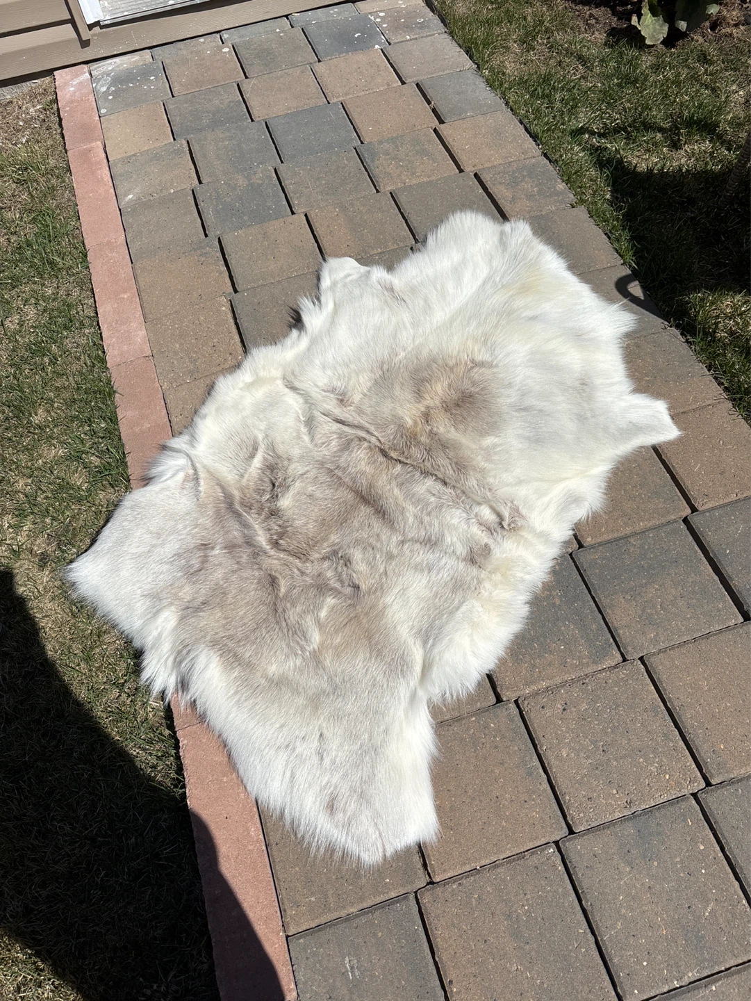 Reindeer hide - photo 2