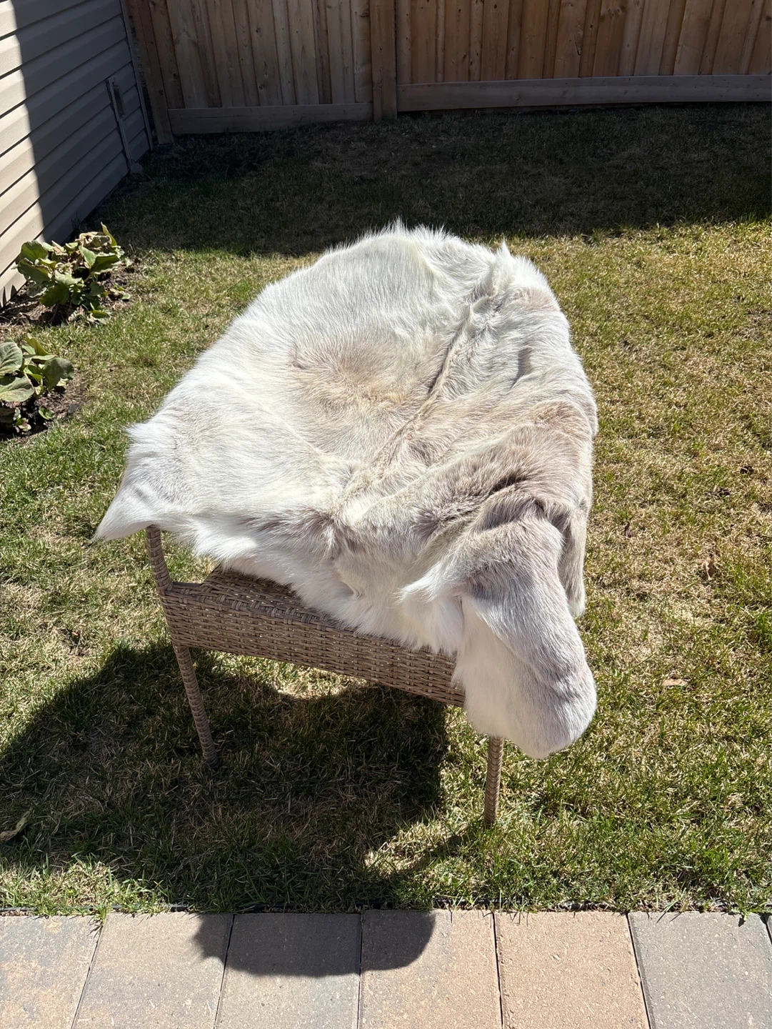 Reindeer hide