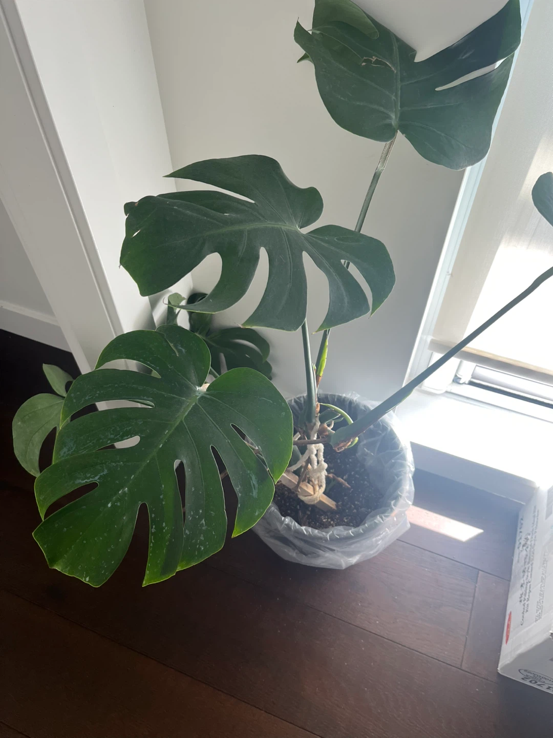 Monstera Plant