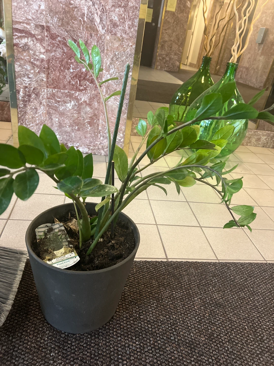 ZZ Plant (Zamioculcas) in Pot