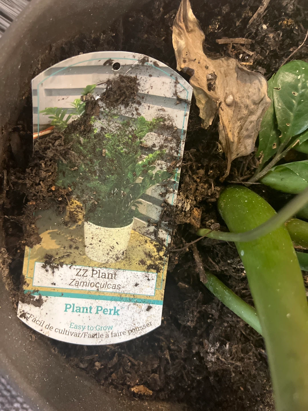 ZZ Plant (Zamioculcas) in Pot - photo 2