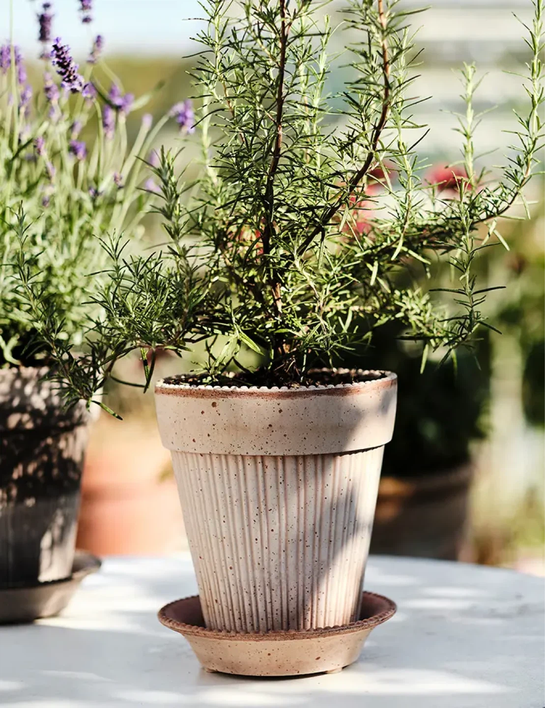 Bergs Potter Simona Pot with saucer