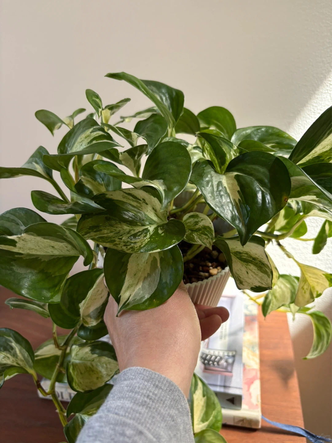 Manjula Pothos - photo 2