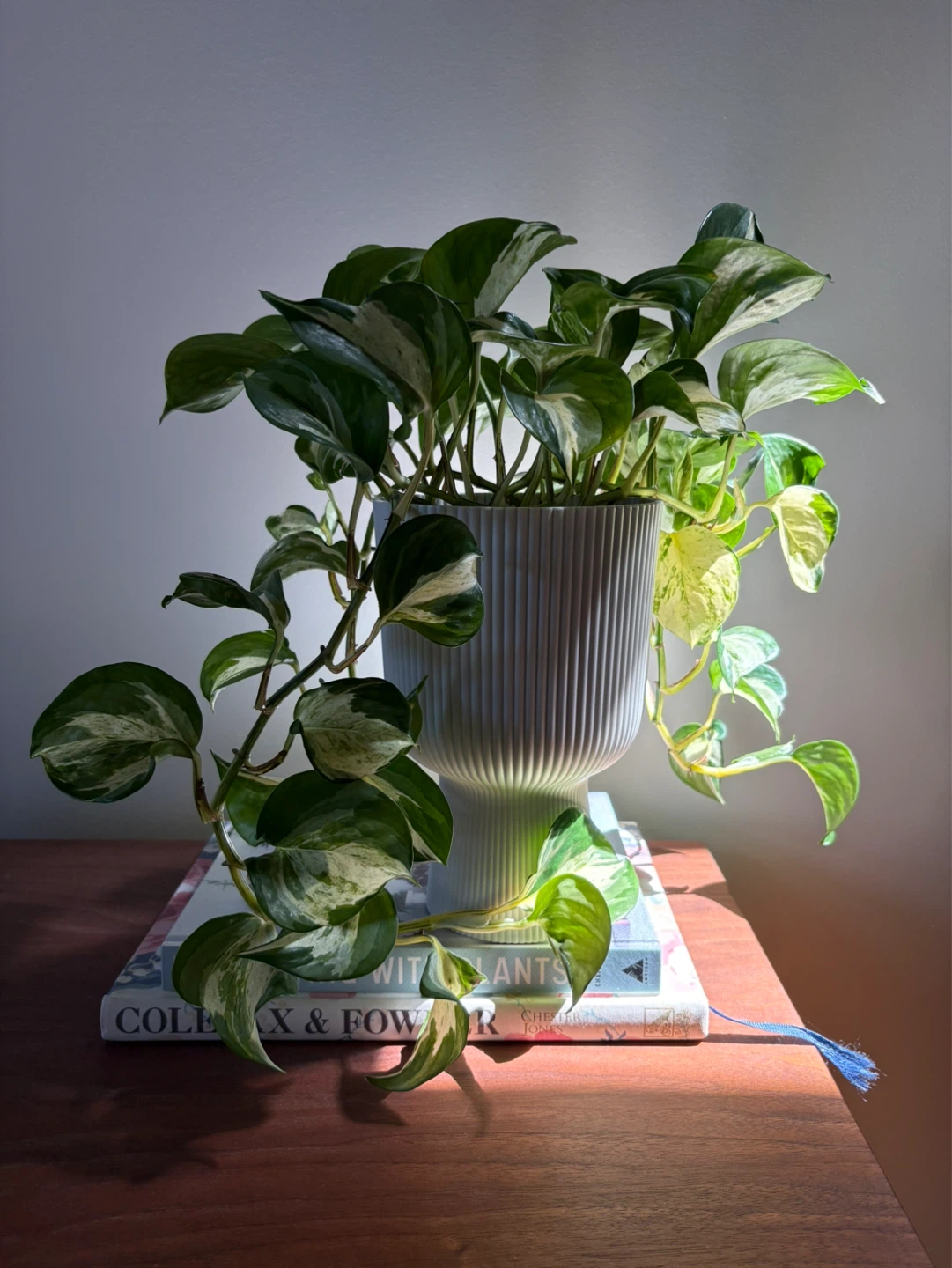 Manjula Pothos - photo 3