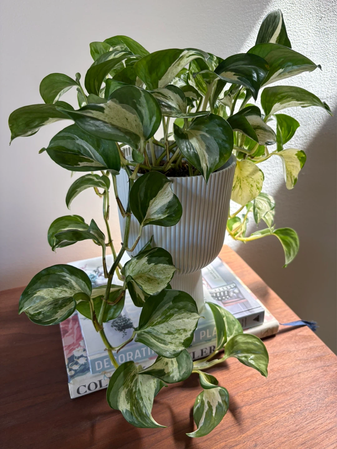 Manjula Pothos