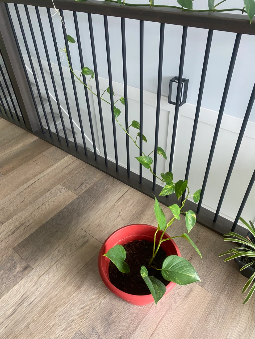 Pothos Plant in Red Pot
