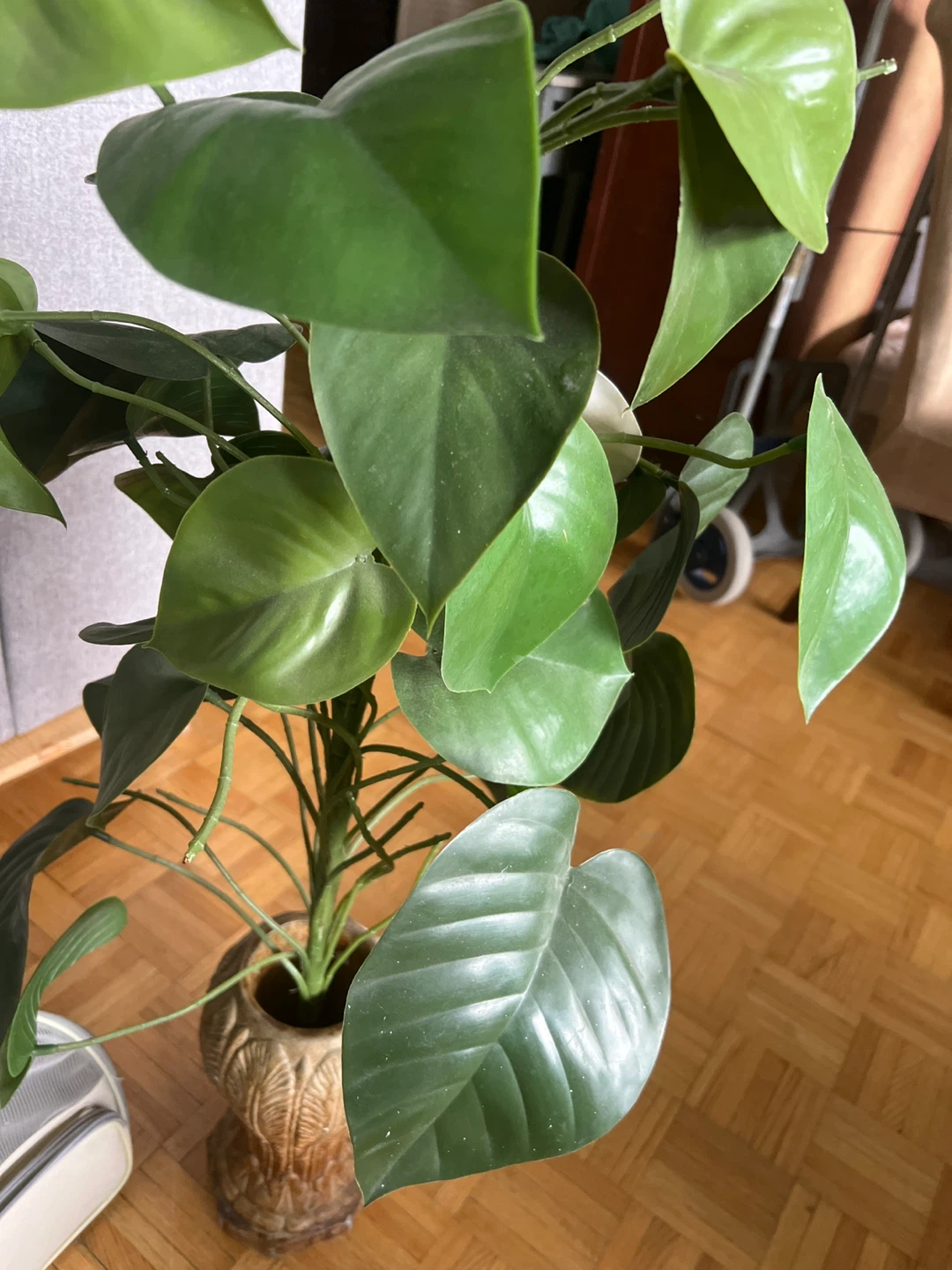 Healthy Pothos Plant in Decorative Pot