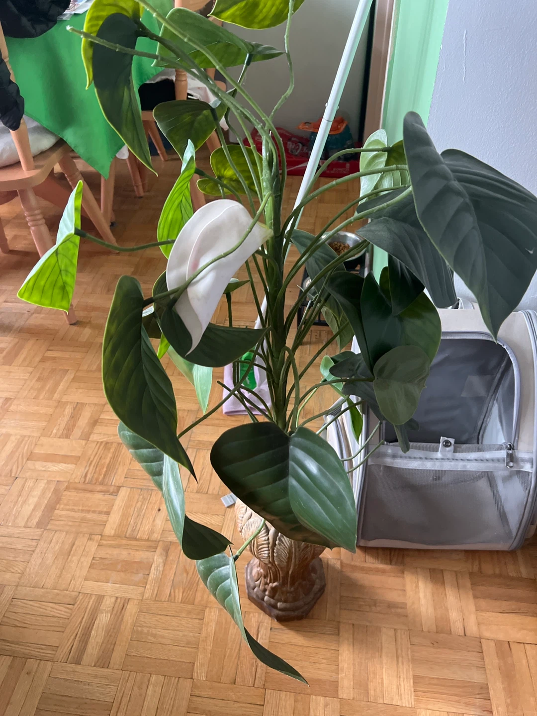 Healthy Pothos Plant in Decorative Pot - photo 2
