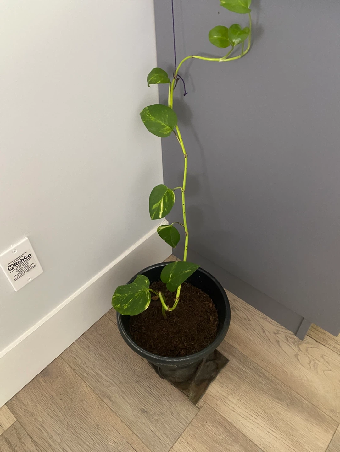Pothos Plant in Black Pot