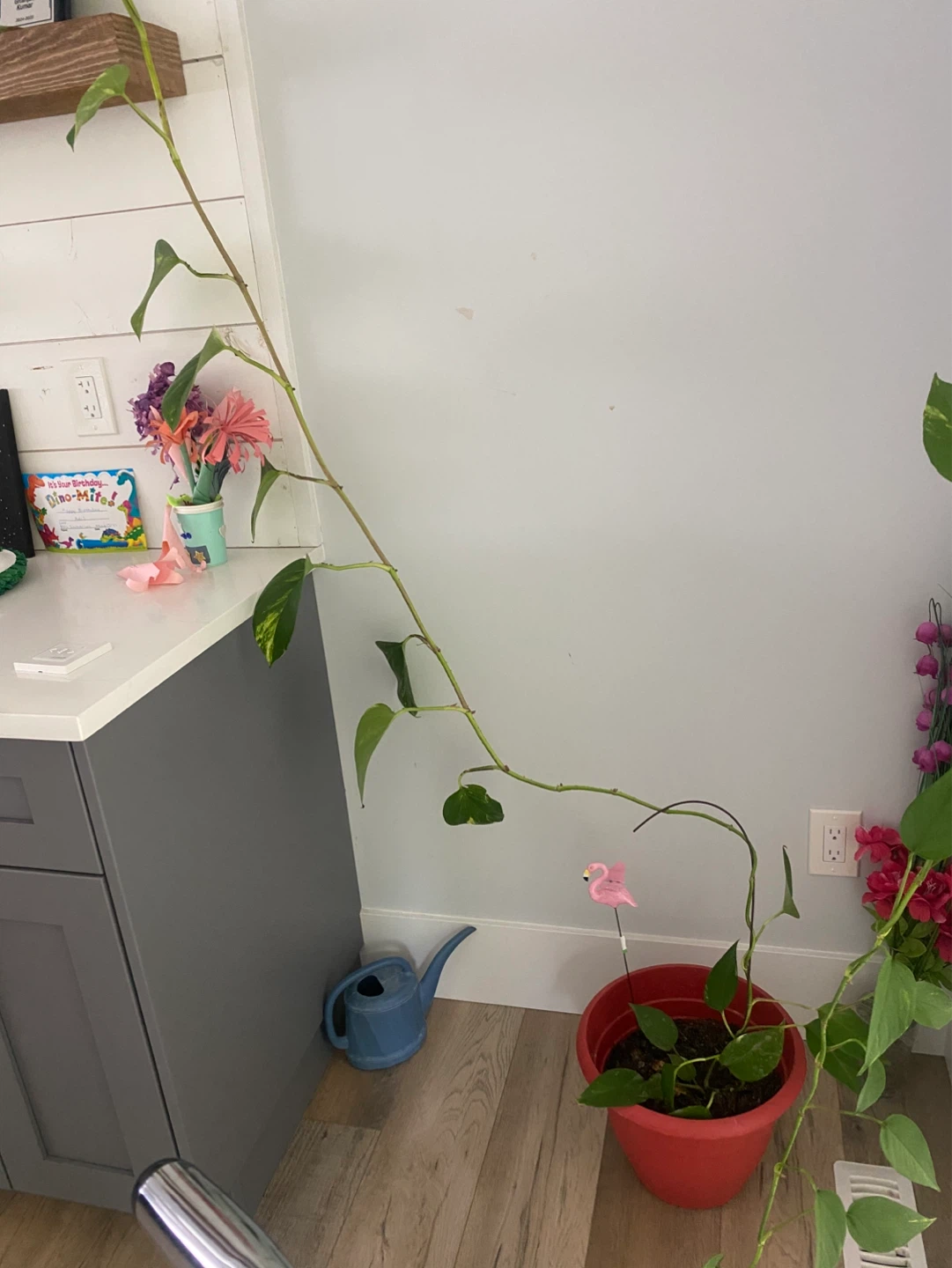 Pothos Plant in Red Pot