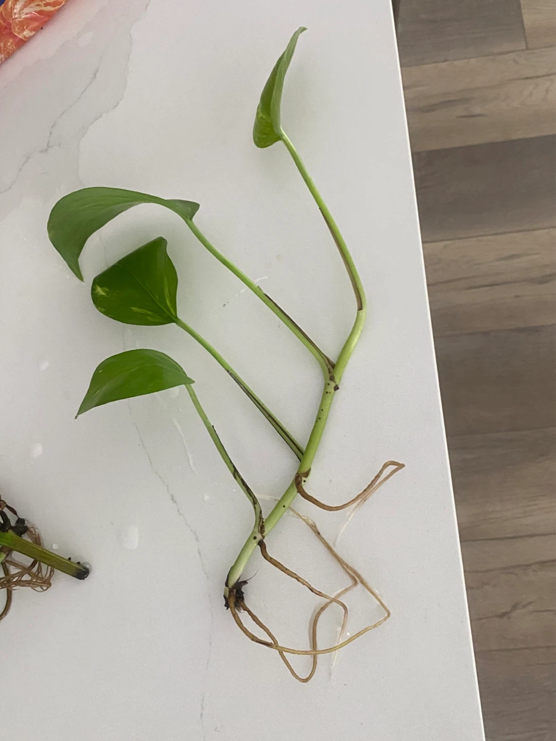 Pothos Cuttings with Roots