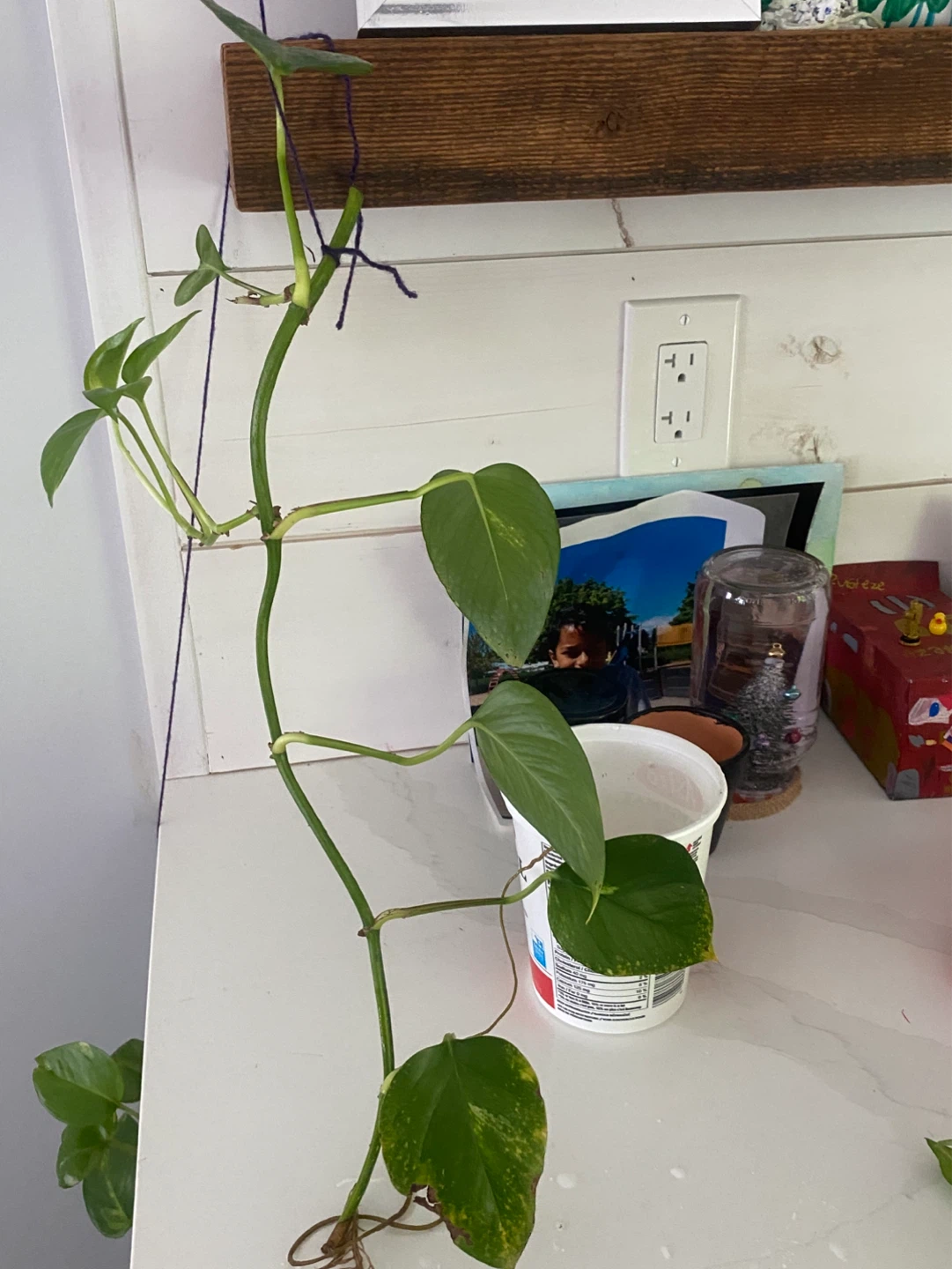Pothos Plant Cutting