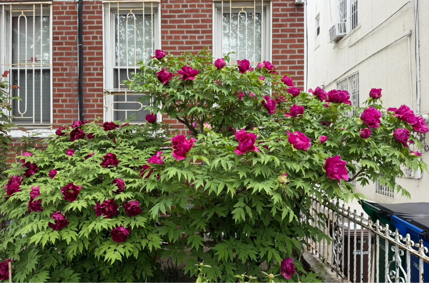 Tree Peony for sale- $40 to $400 - photo 2