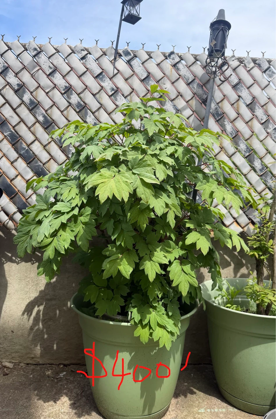 Tree Peony for sale- $40 to $400 - photo 5