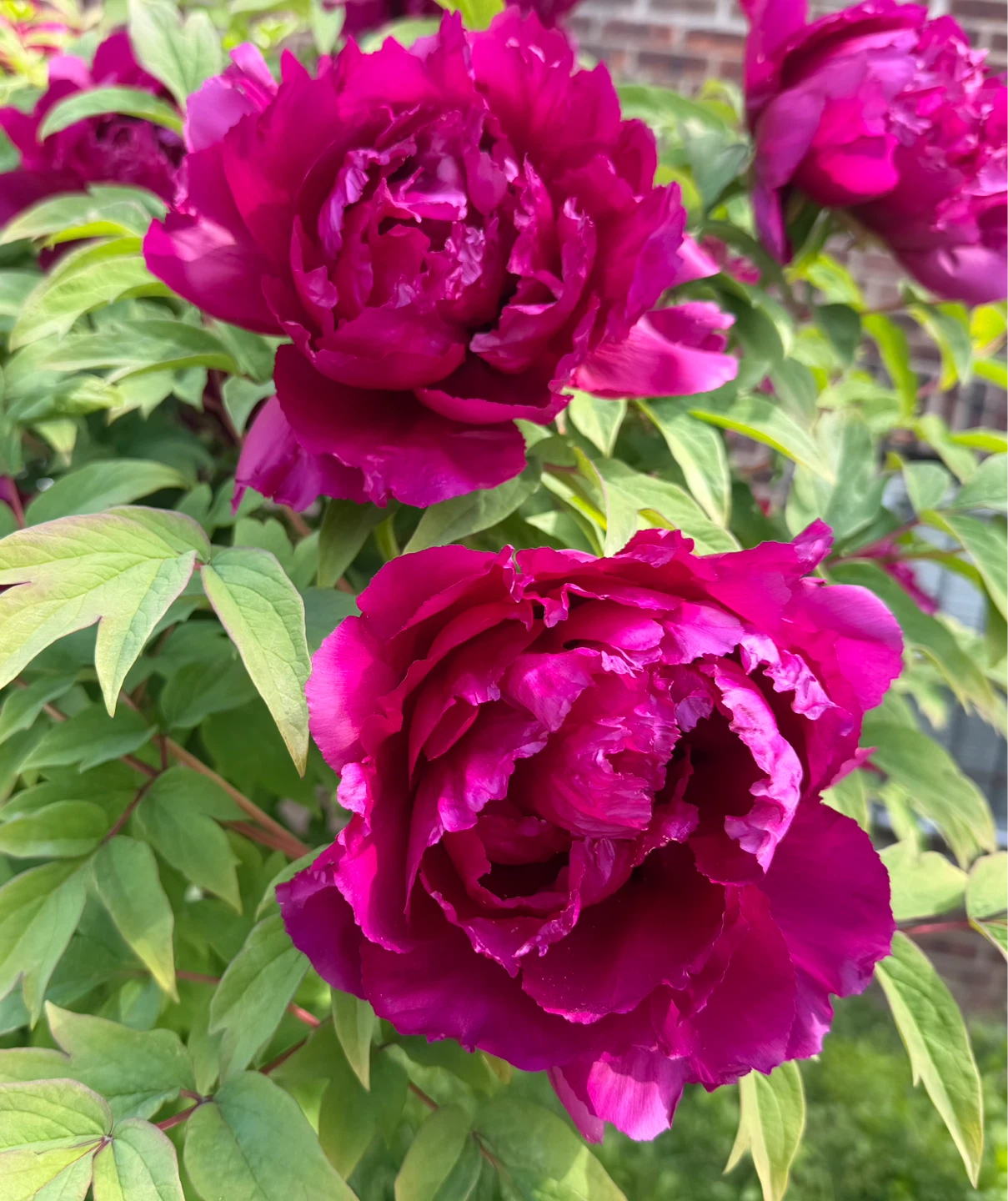 Tree Peony for sale- $40 to $400