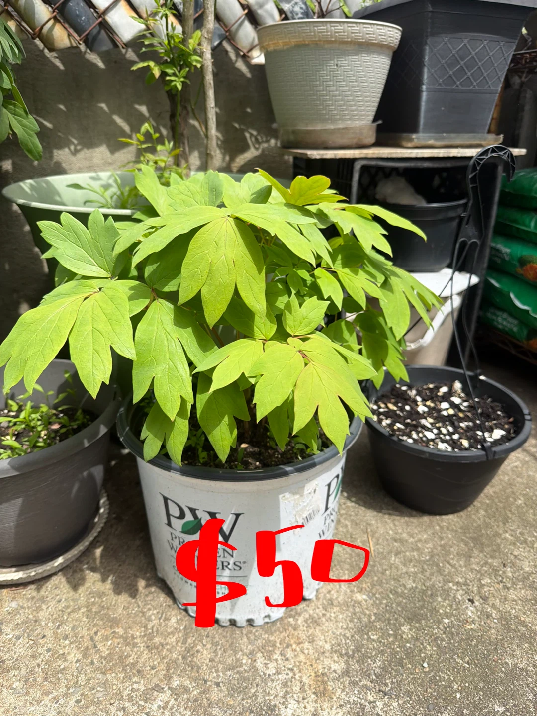 Tree Peony for sale- $40 to $400 - photo 4
