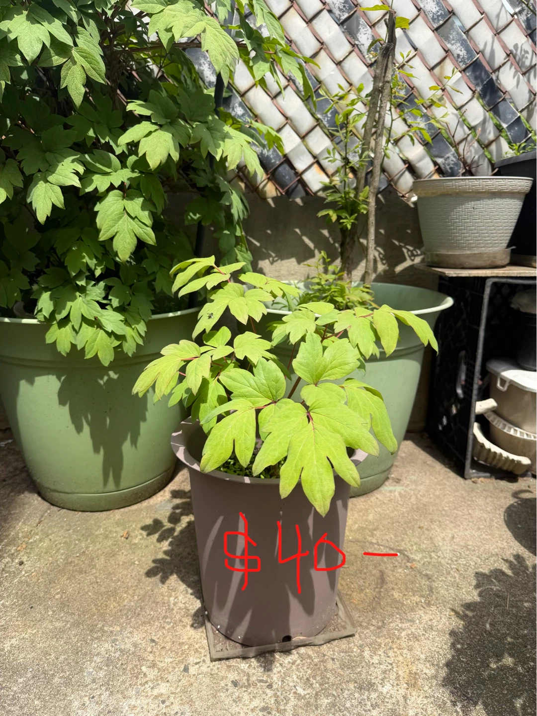 Tree Peony for sale- $40 to $400 - photo 3