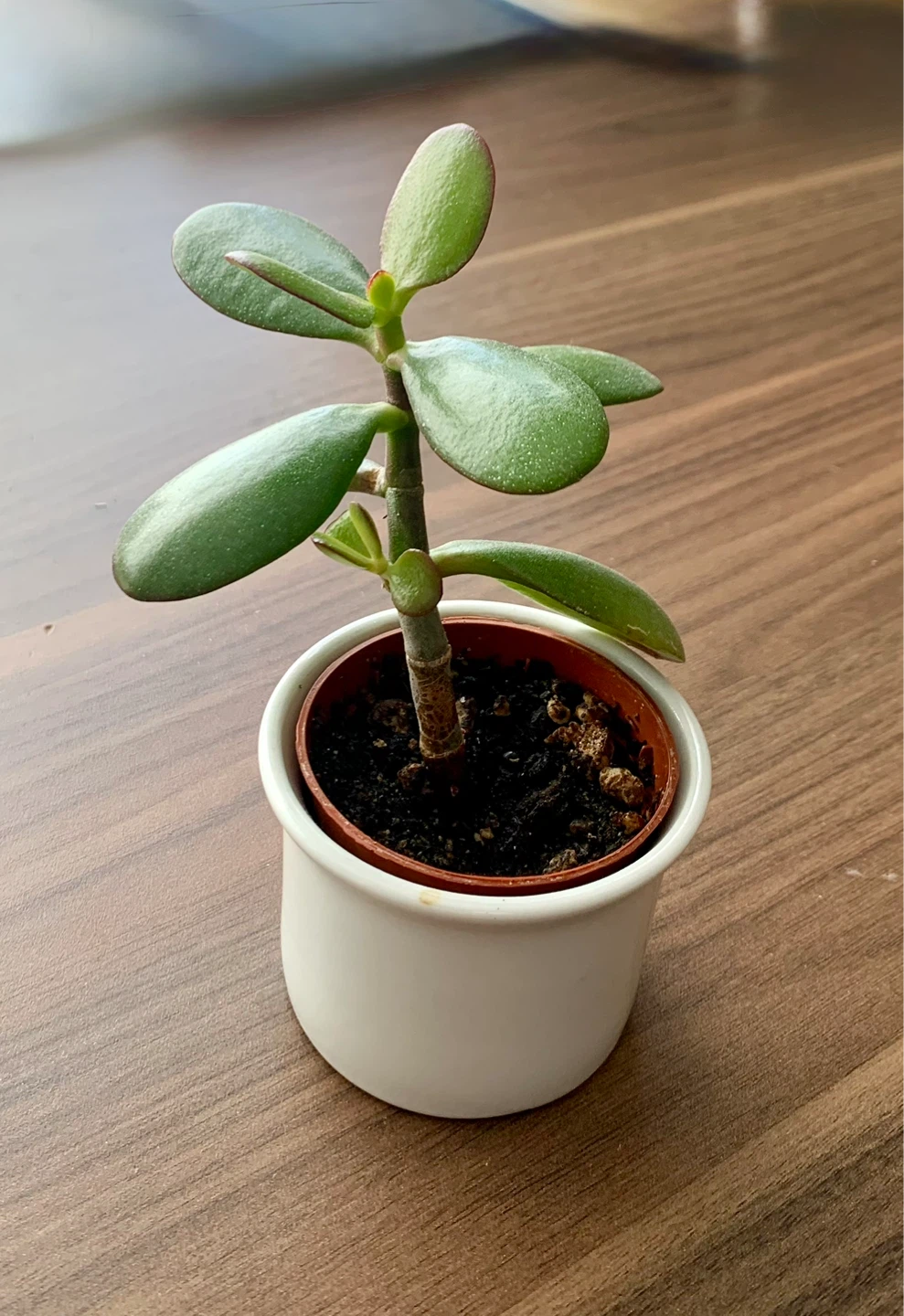 Small Jade Plant in 2” White Pot
