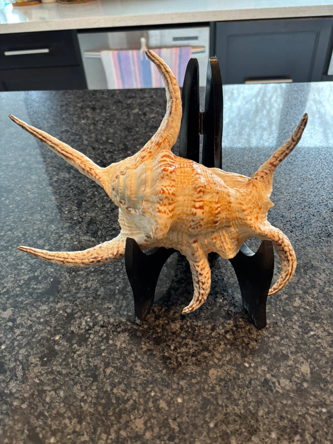 Unique Seashell Decor - photo 2