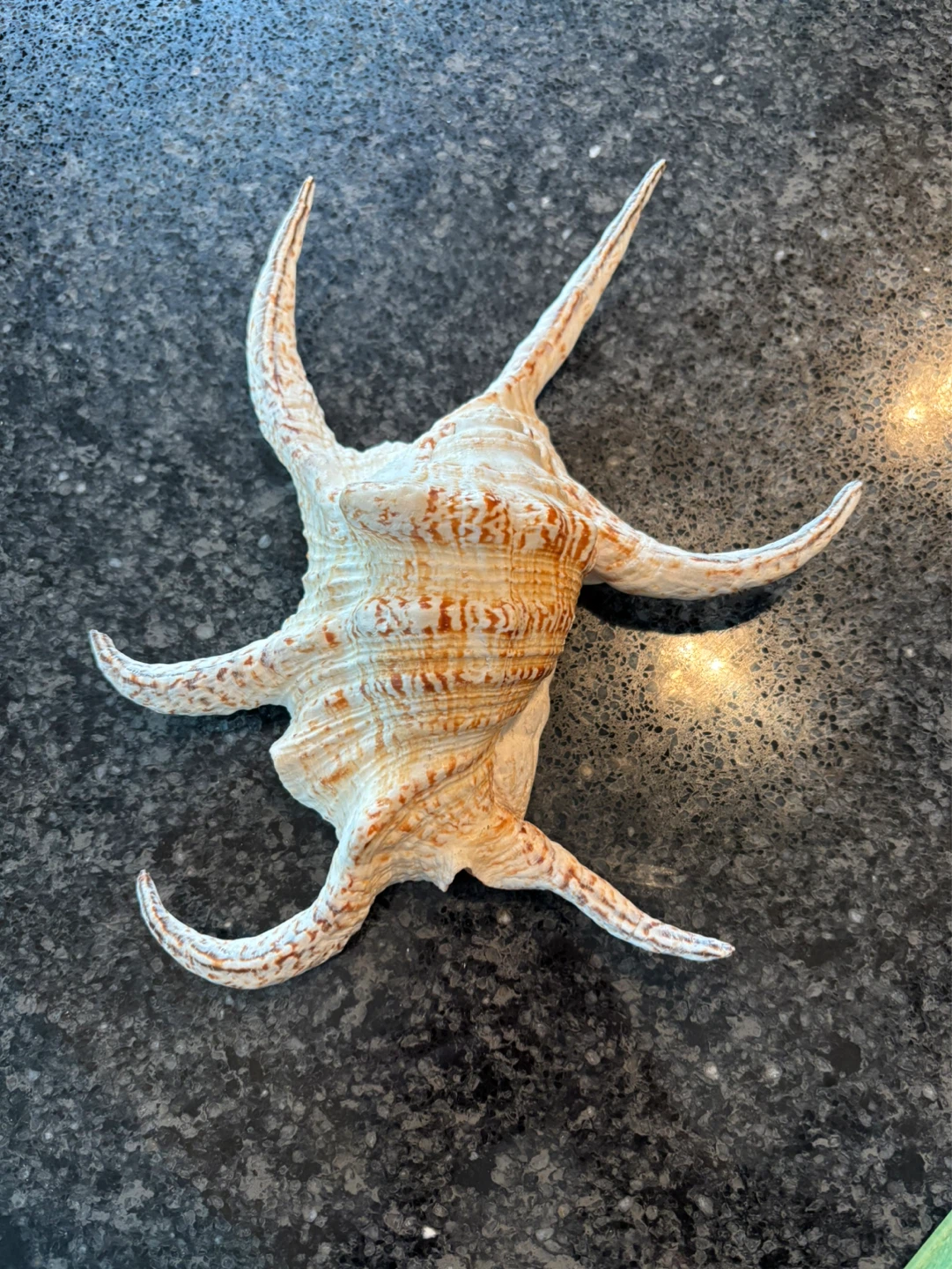 Unique Seashell Decor