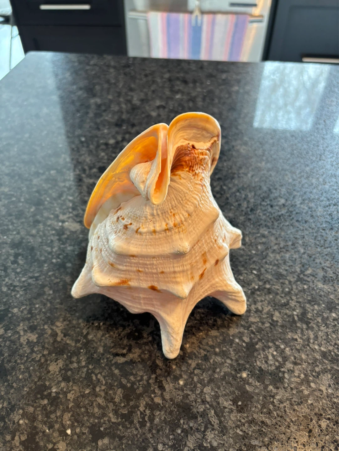 Large Conch Shell - photo 2