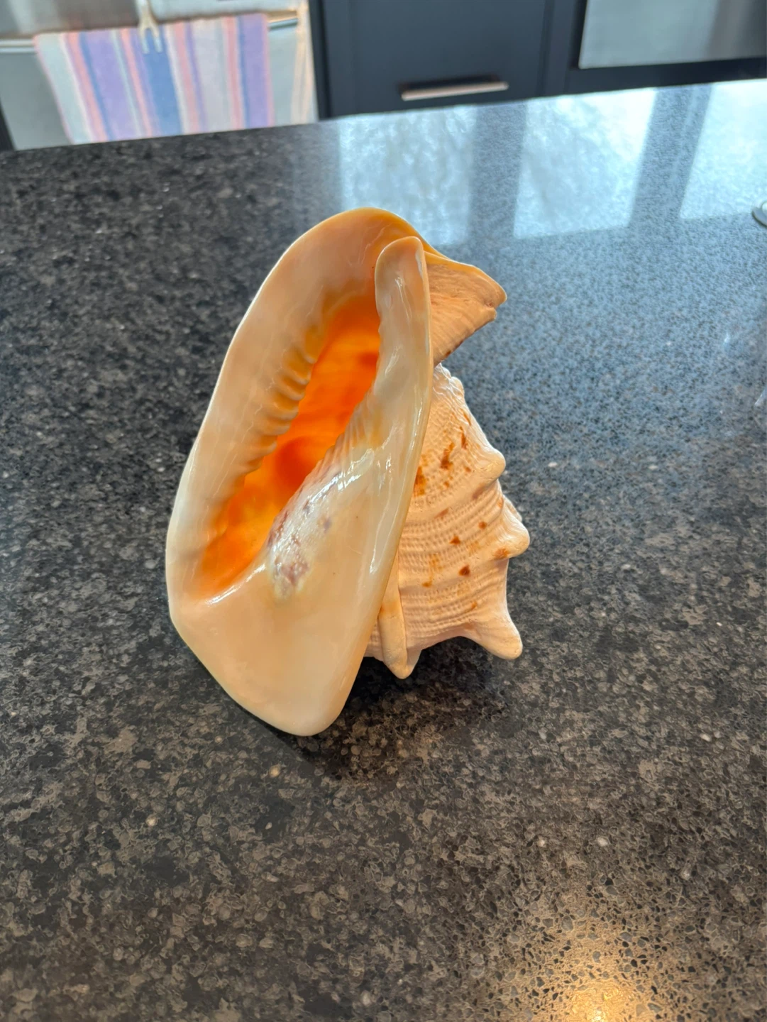 Large Conch Shell