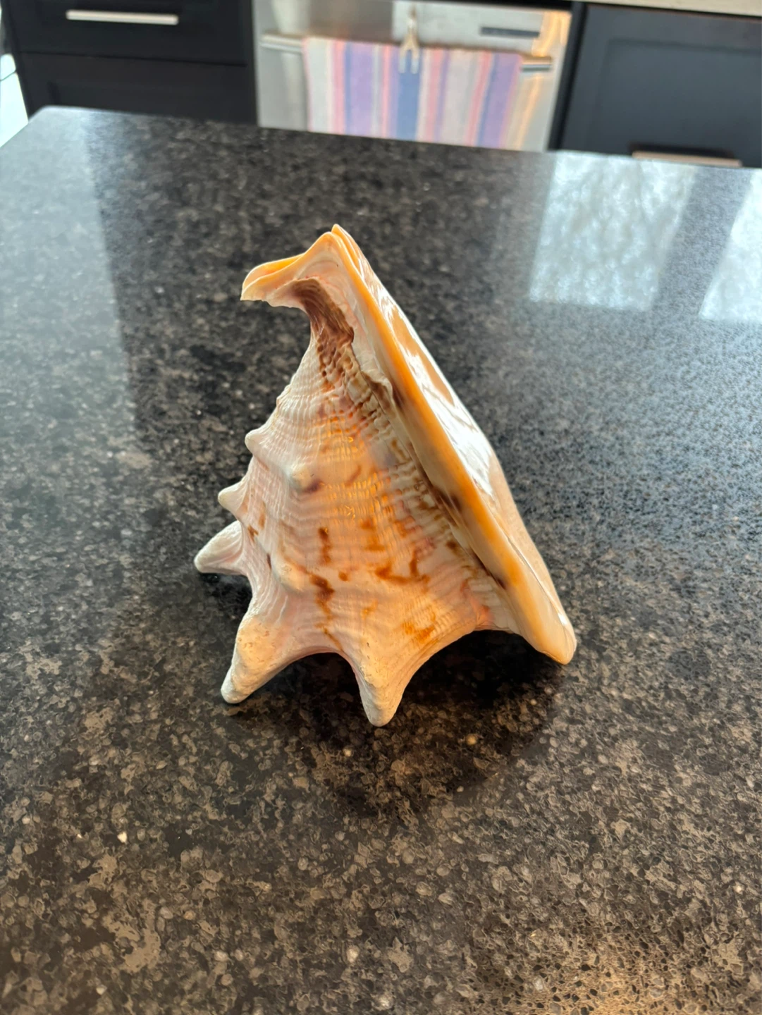 Large Conch Shell - photo 3