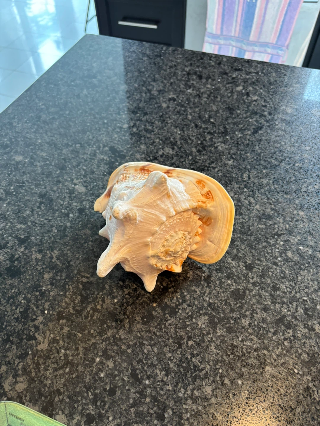 Large Conch Shell - photo 4