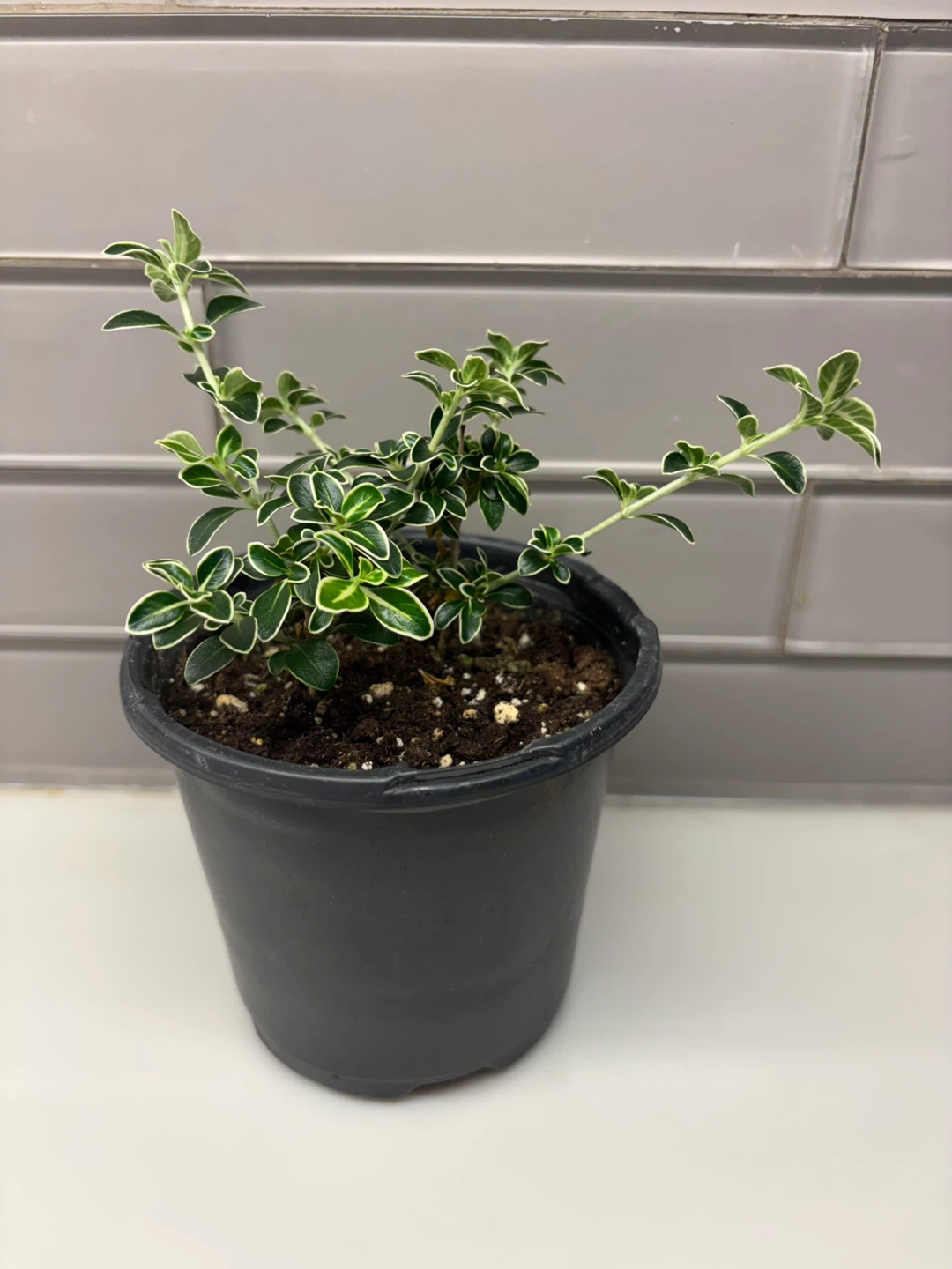 Serissa Variegated Plant - 4" Pot - photo 2