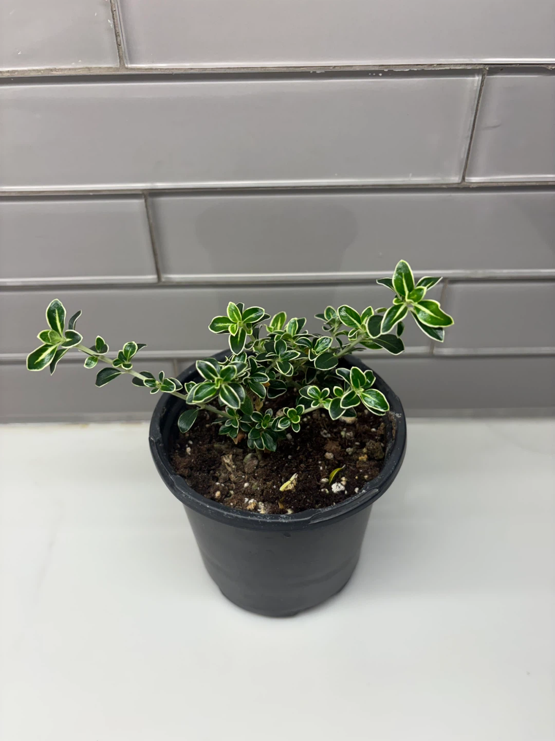 Serissa Variegated Plant - 4" Pot - photo 3