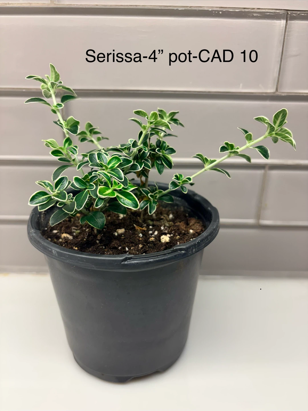 Serissa Variegated Plant - 4" Pot