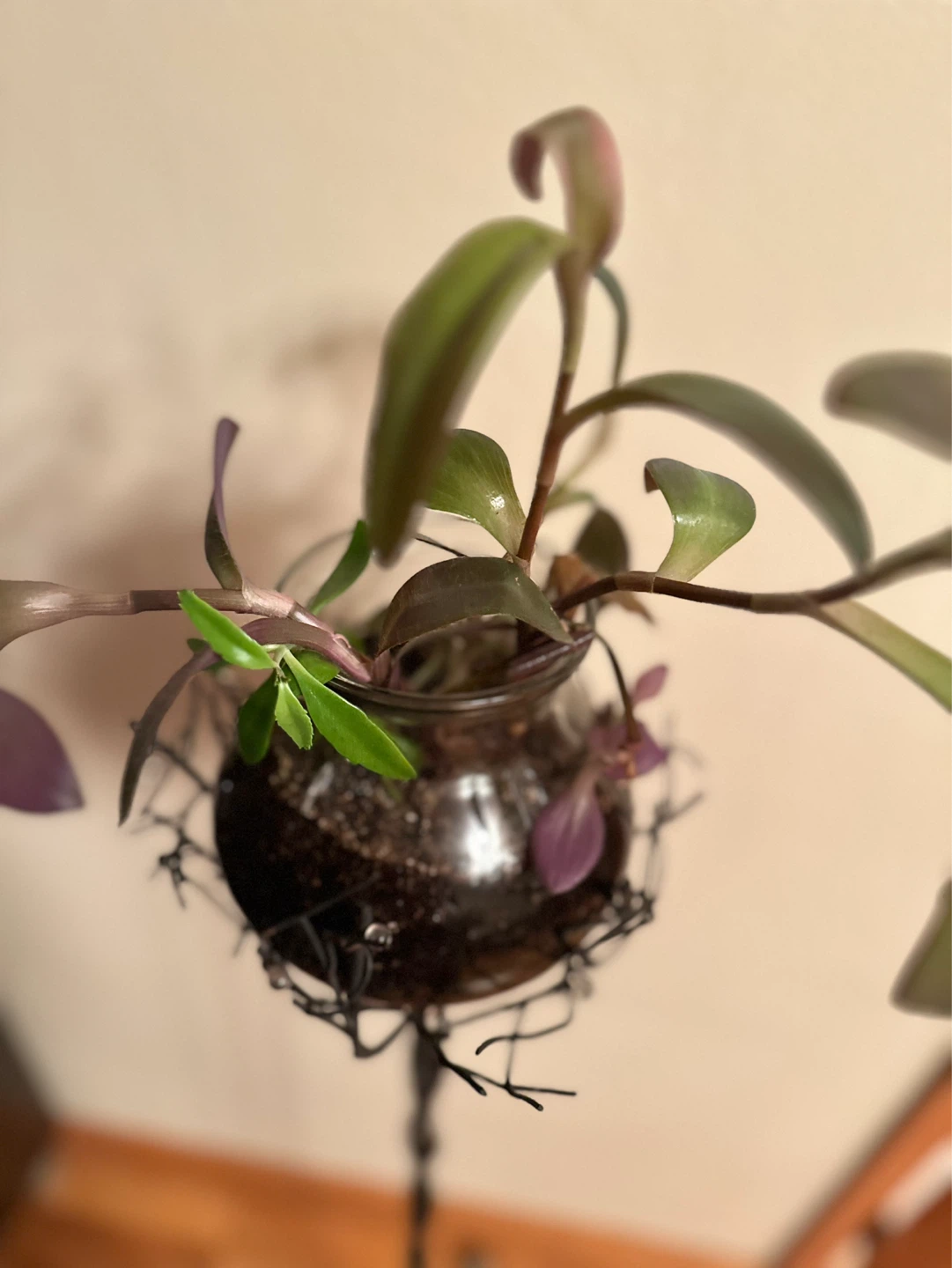 Glass Plant Terrarium with 40’ toll Black Metal Stand - photo 4