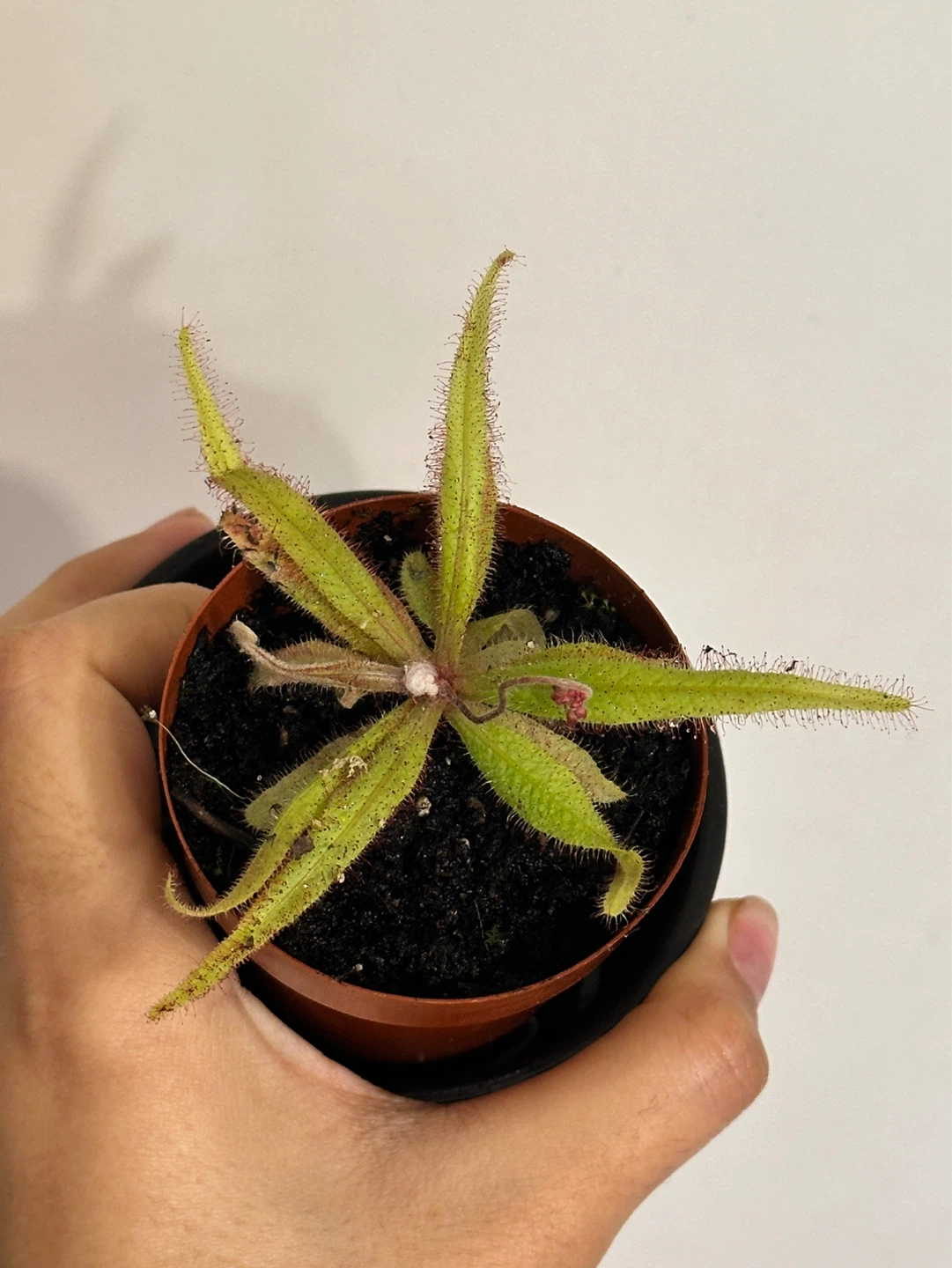 Droera Red Adelae Carnivorous Plant - photo 2