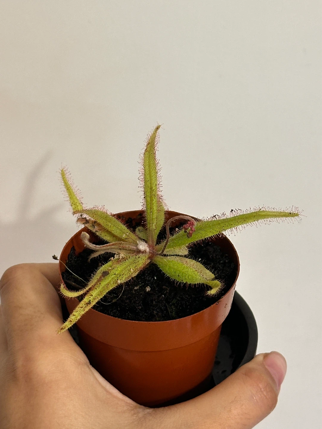 Droera Red Adelae Carnivorous Plant