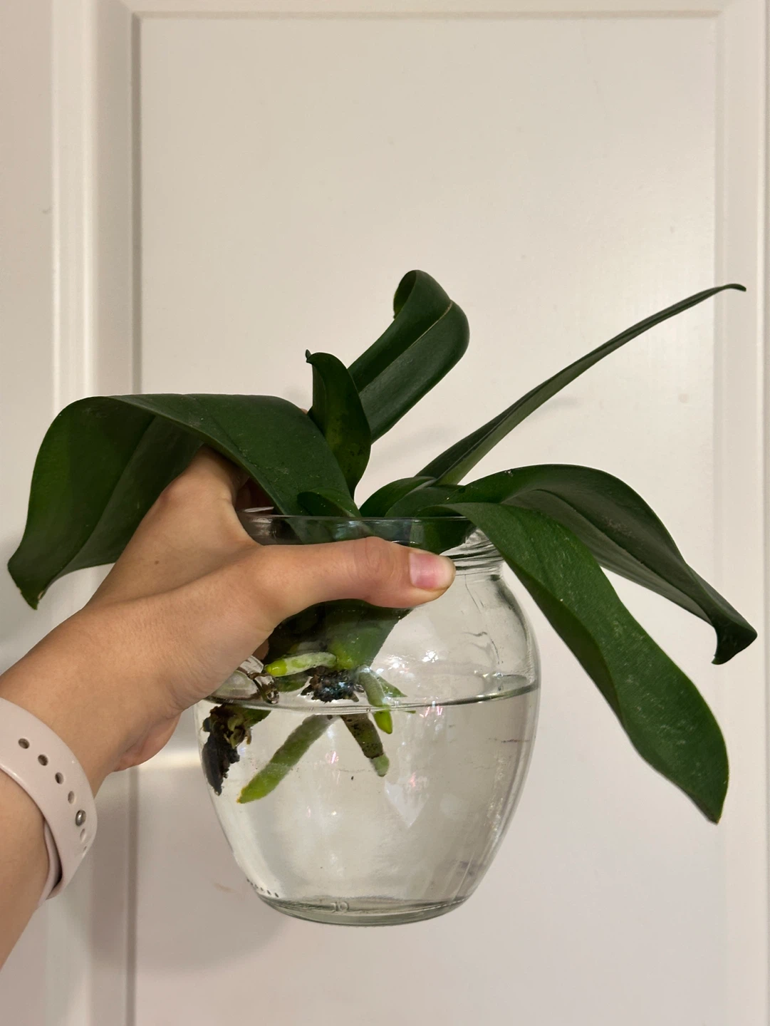 Orchid Plants x2 - photo 2