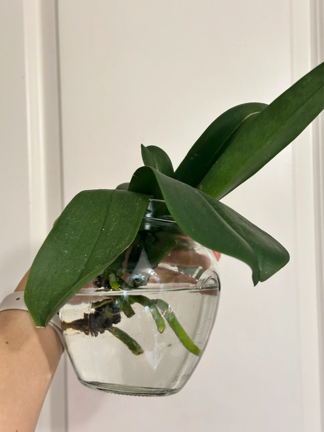 Orchid Plants x2 - photo 3