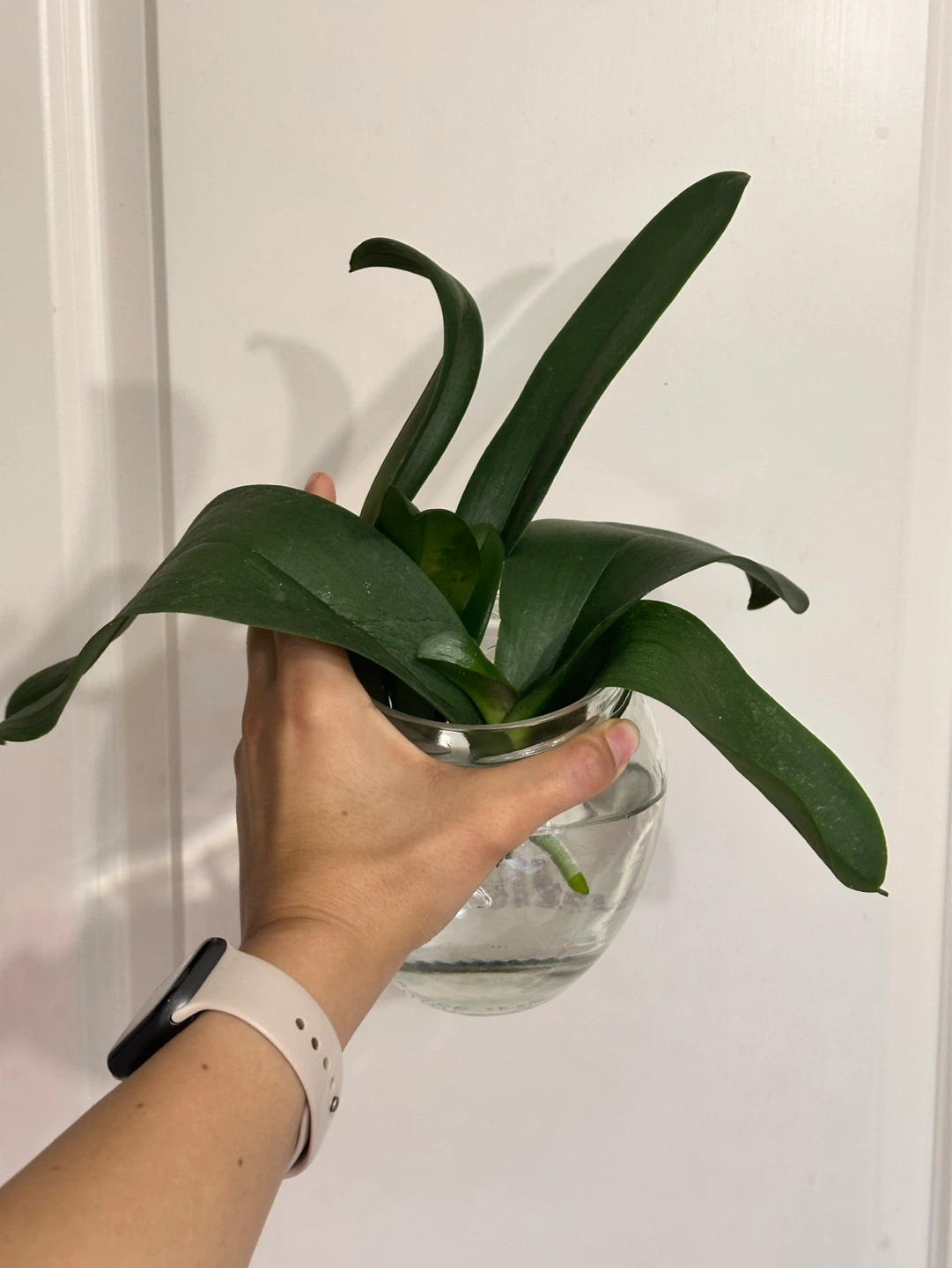 Orchid Plants x2