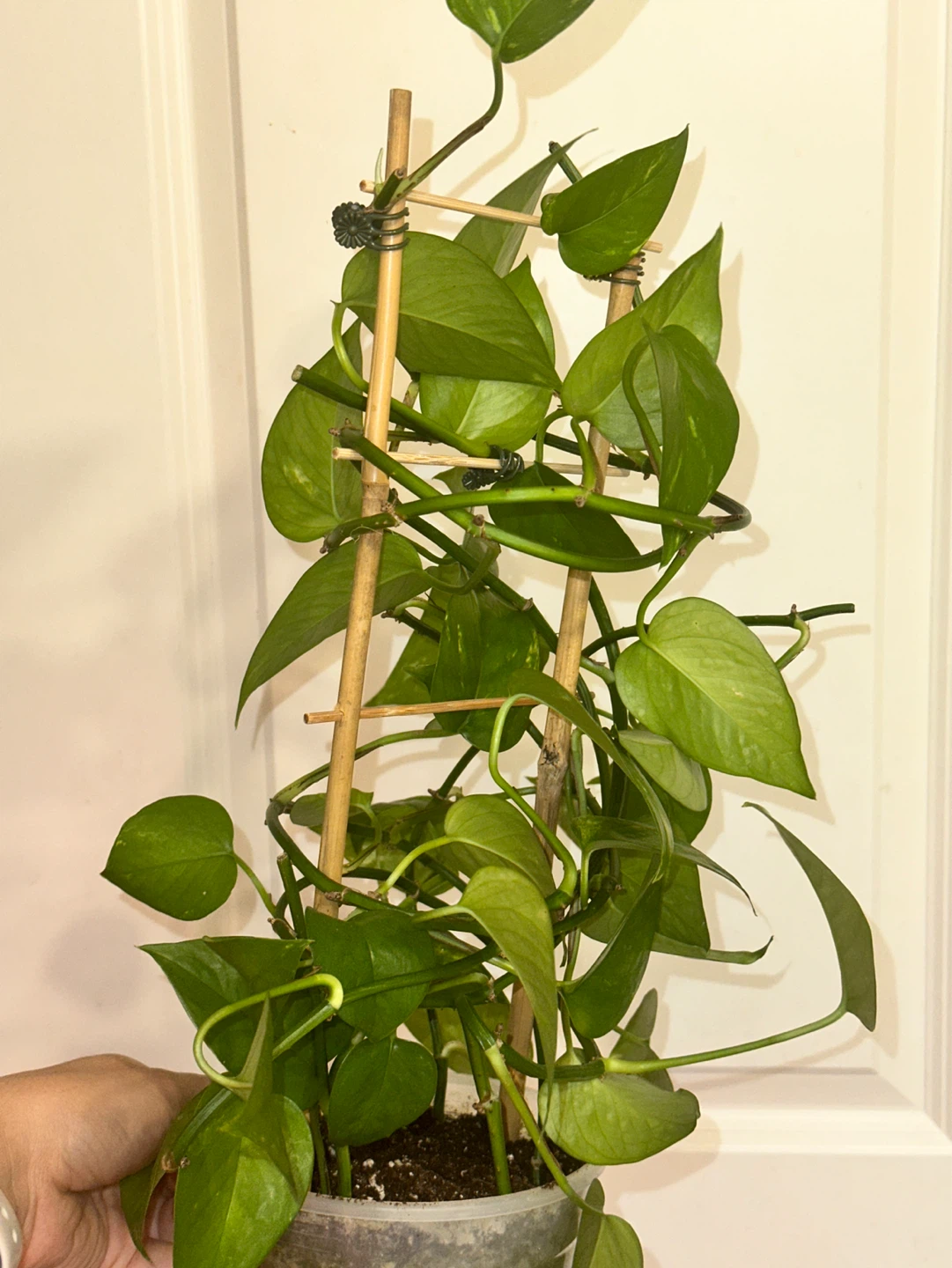 Golden Pothos Plant - photo 2
