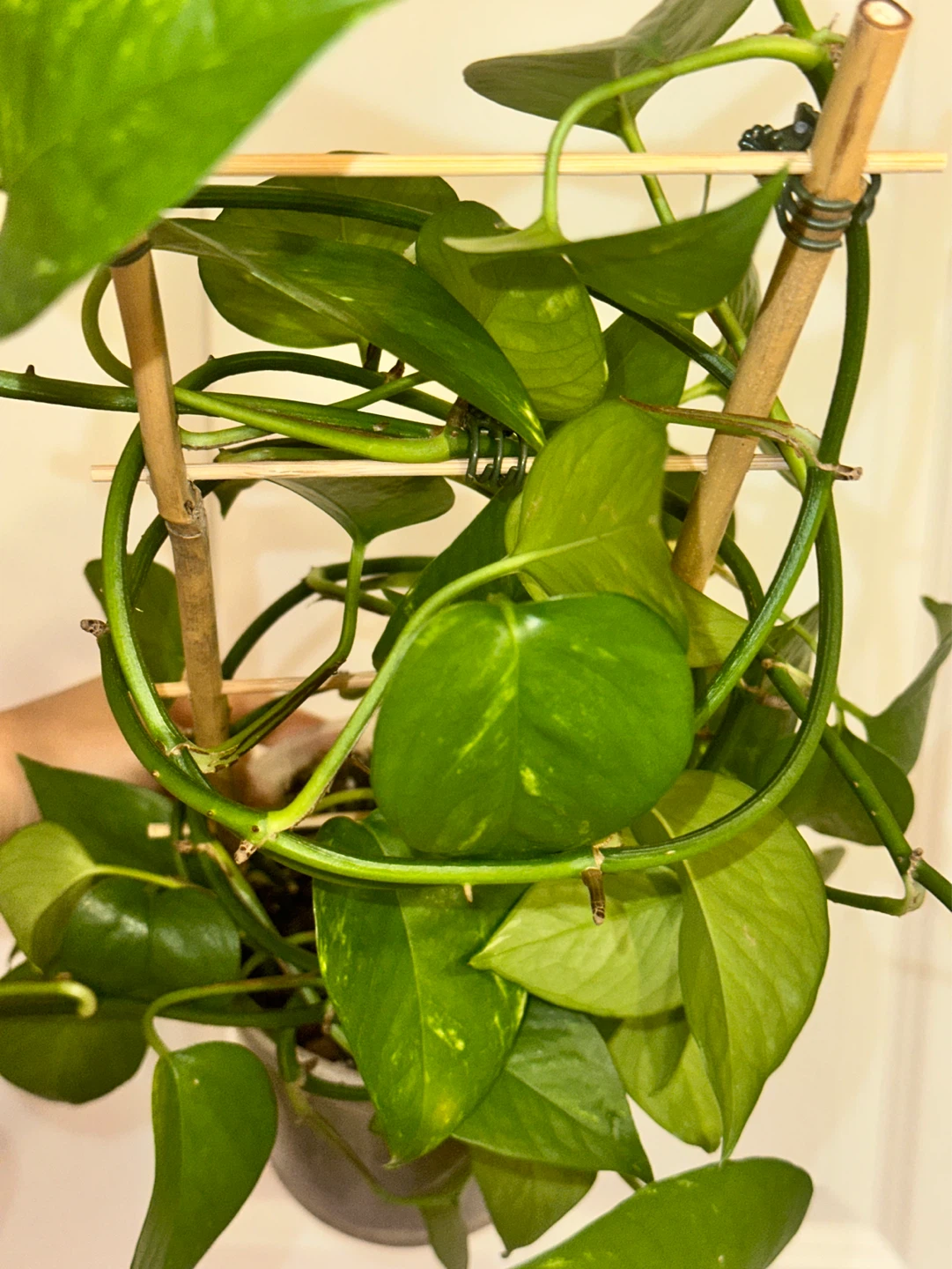 Golden Pothos Plant - photo 3