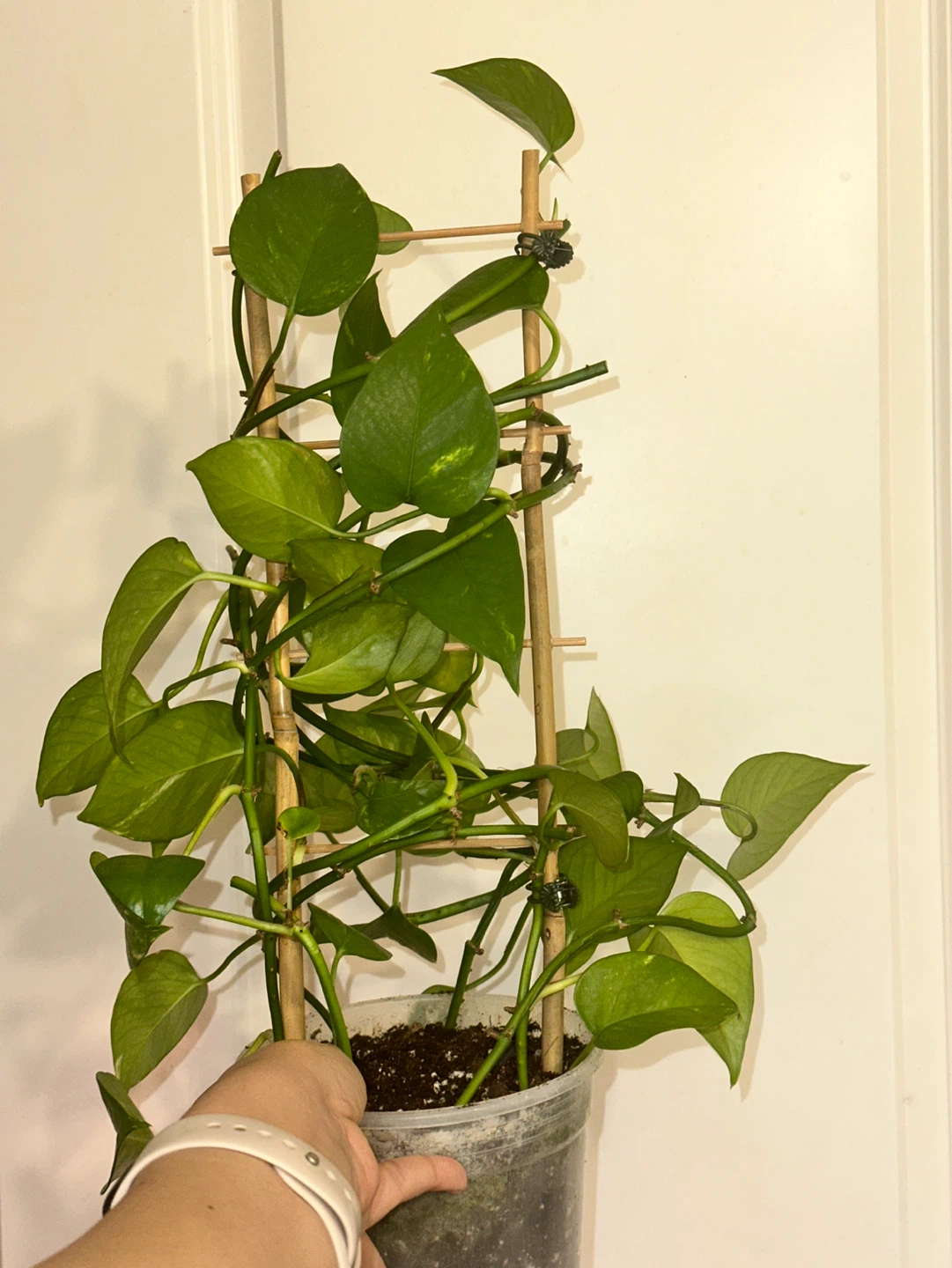 Golden Pothos Plant