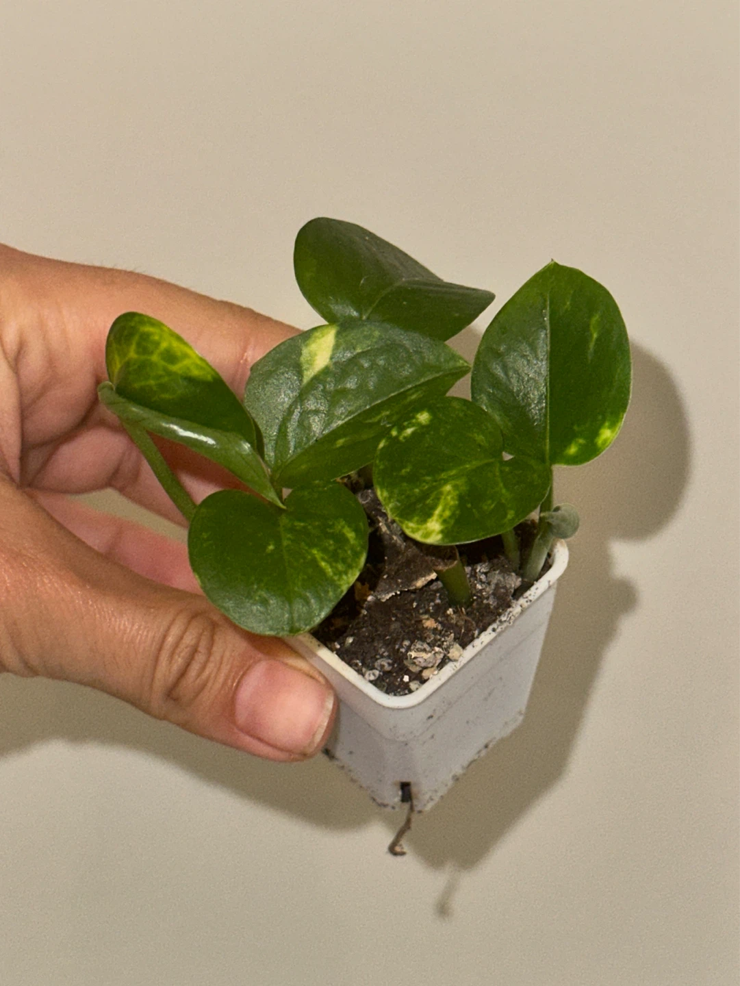 Golden Pothos Plant - photo 2