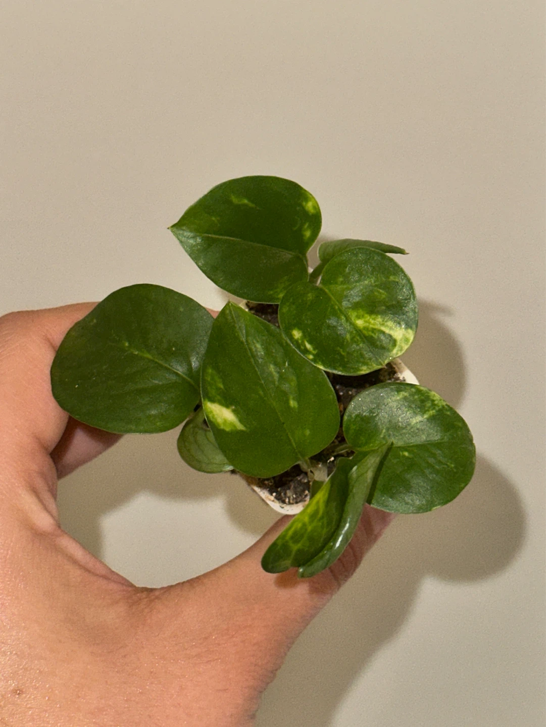 Golden Pothos Plant