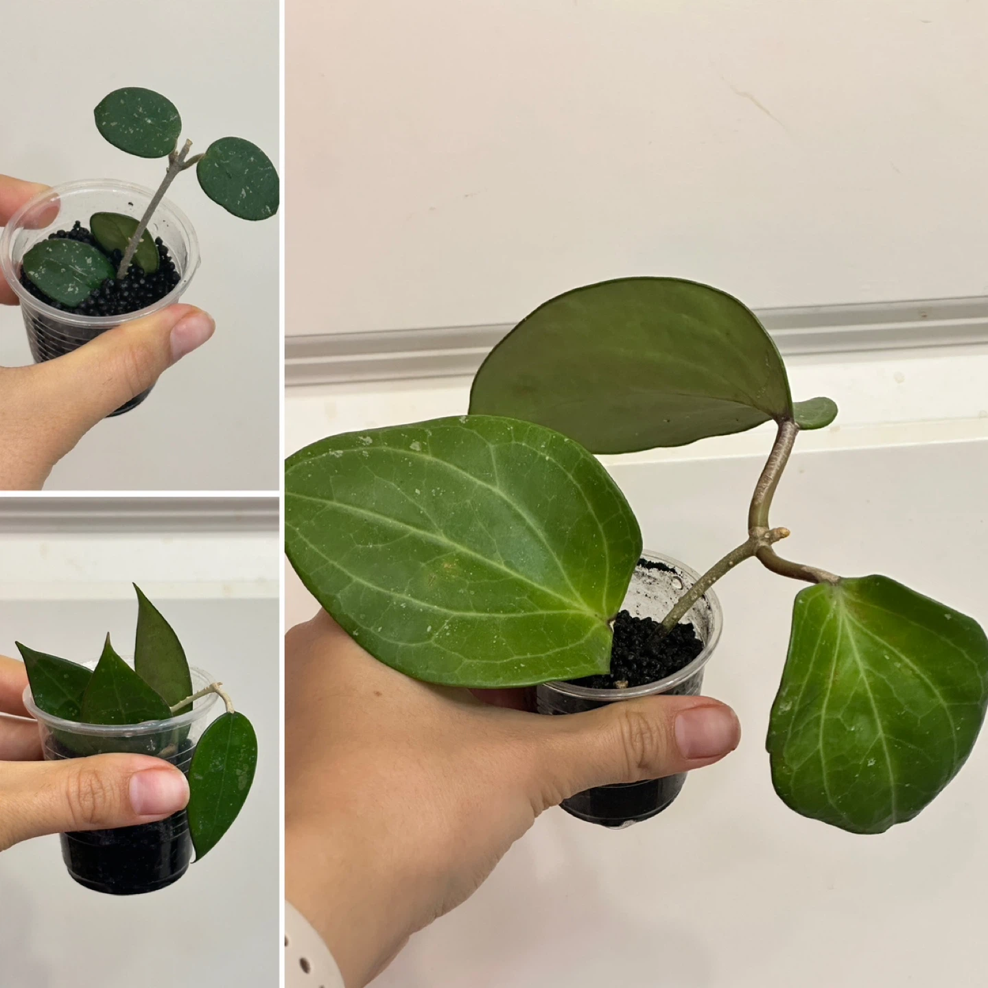 Hoya Plant Bundle x3
