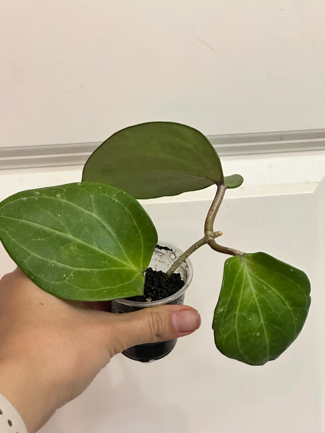 Hoya Plant Bundle x3 - photo 2