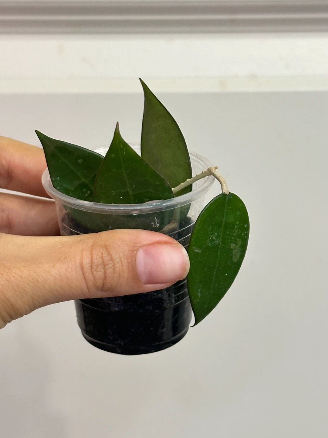 Hoya Plant Bundle x3 - photo 3
