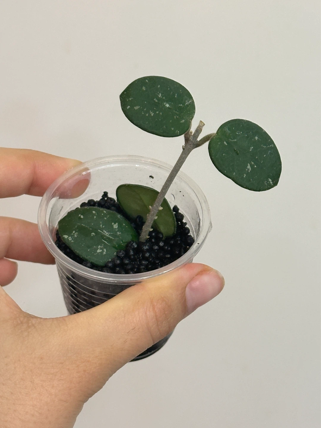Hoya Plant Bundle x3 - photo 4